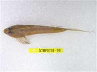 藏品(長崎斜棘(魚銜))的圖片